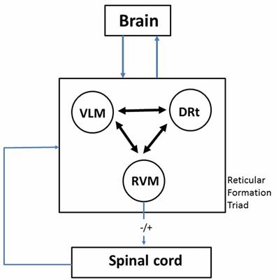 Reticular Formation and Pain: The Past and the Future